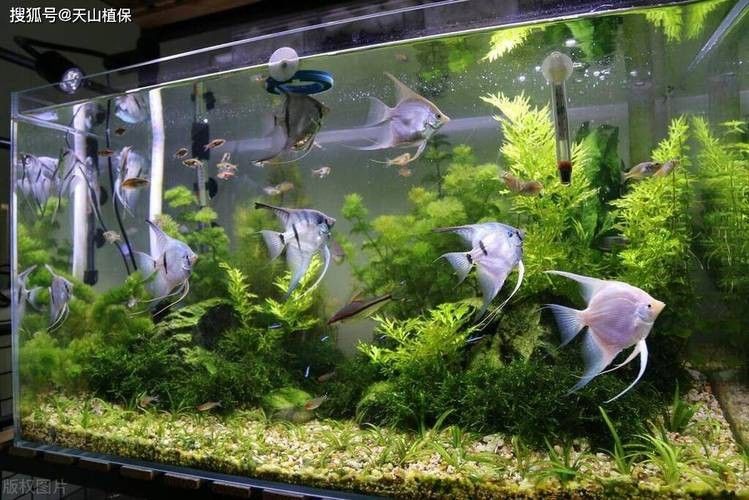 廣東正大漁場的奪冠團隊有哪些成員，廣東正大漁場的奪冠團隊是否由高銀玲帶領正大漁場的奪冠團隊