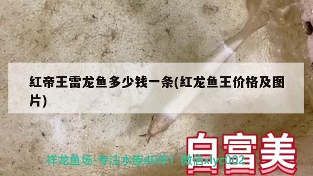 多大的缸能養(yǎng)龍魚(yú)(多寬的缸可以養(yǎng)龍魚(yú))