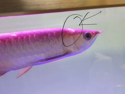 給我一些金龍魚變色的圖片（關(guān)于金龍魚變色的圖片資源及相關(guān)信息：01:18金龍發(fā)色秘籍）