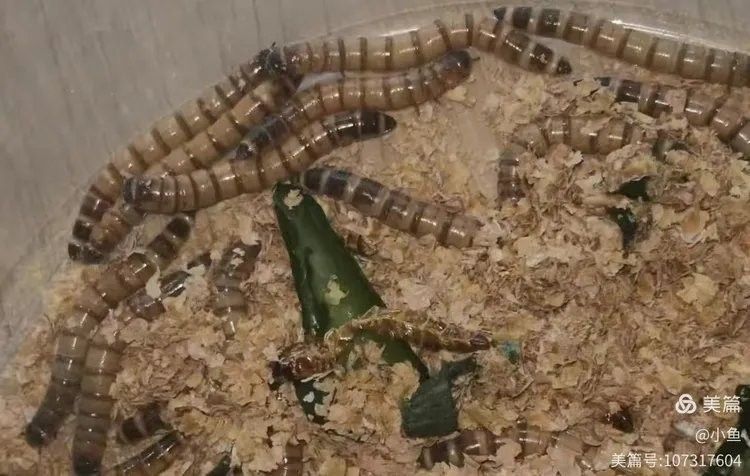 如何判斷大麥蟲是否新鮮