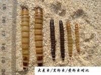 如何判斷大麥蟲是否新鮮