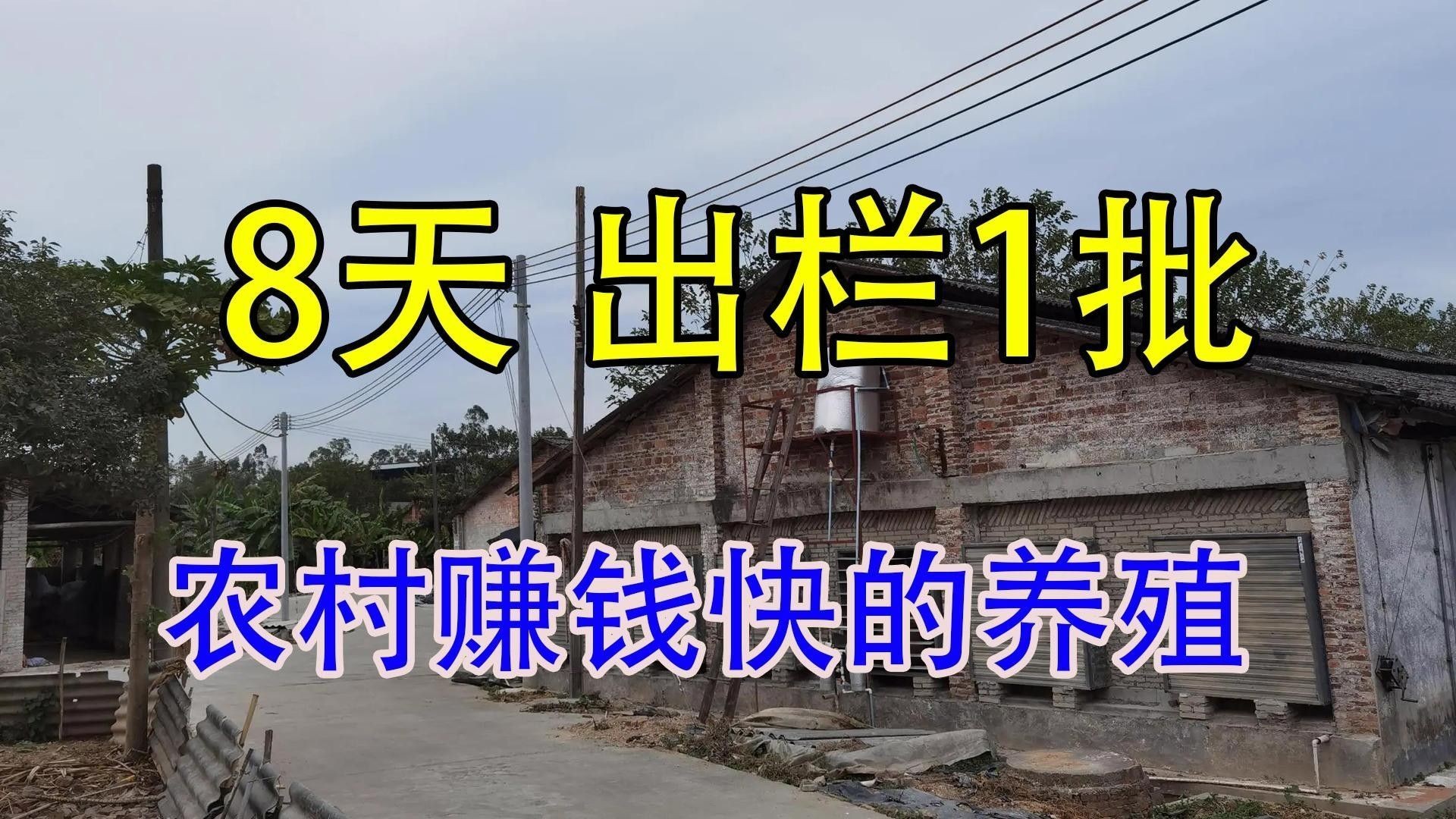 如何判斷大麥蟲是否新鮮