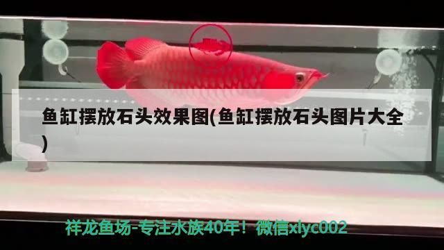 魚缸擺放石頭效果圖(魚缸擺放石頭圖片大全)