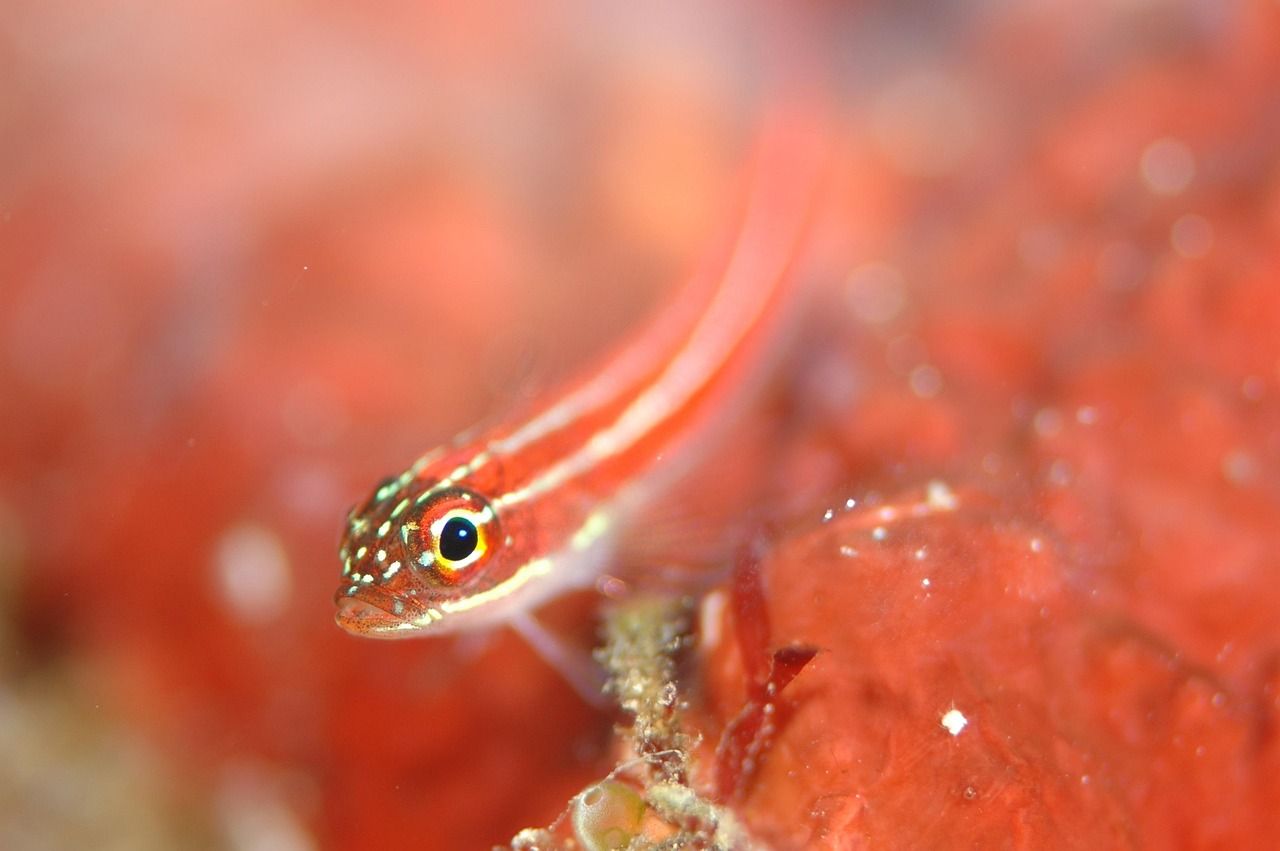 成吉思汗鯊和龍魚能一起養(yǎng)嗎(成吉思汗鯊魚可以養(yǎng)嗎)（思汗鯊魚和龍魚一個(gè)月不吃東西會(huì)死嗎和龍魚半個(gè)月不吃會(huì)死嗎）