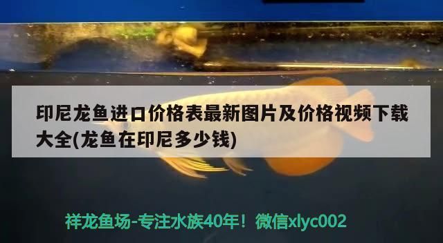 印尼龍魚進口價格表最新圖片及價格視頻下載大全(龍魚在印尼多少錢)（印尼龍魚進口價格表）