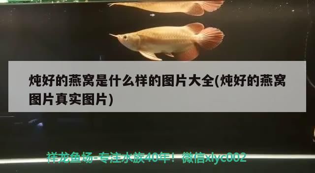 燉好的燕窩是什么樣的圖片大全(燉好的燕窩圖片真實圖片)