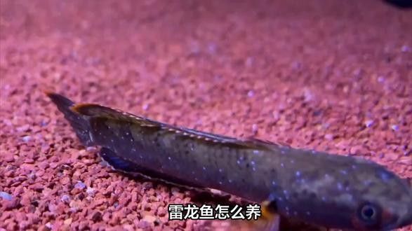 有沒有推薦的雷龍魚微信群？（雷龍魚微信交流平臺）