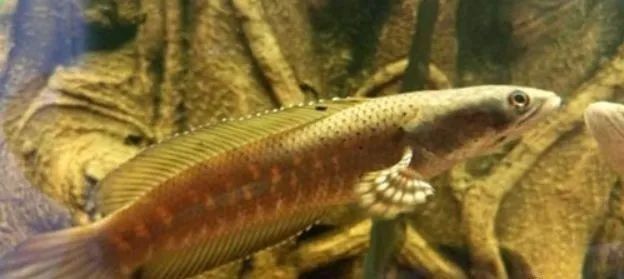 有沒有推薦的雷龍魚微信群？（雷龍魚微信交流平臺）