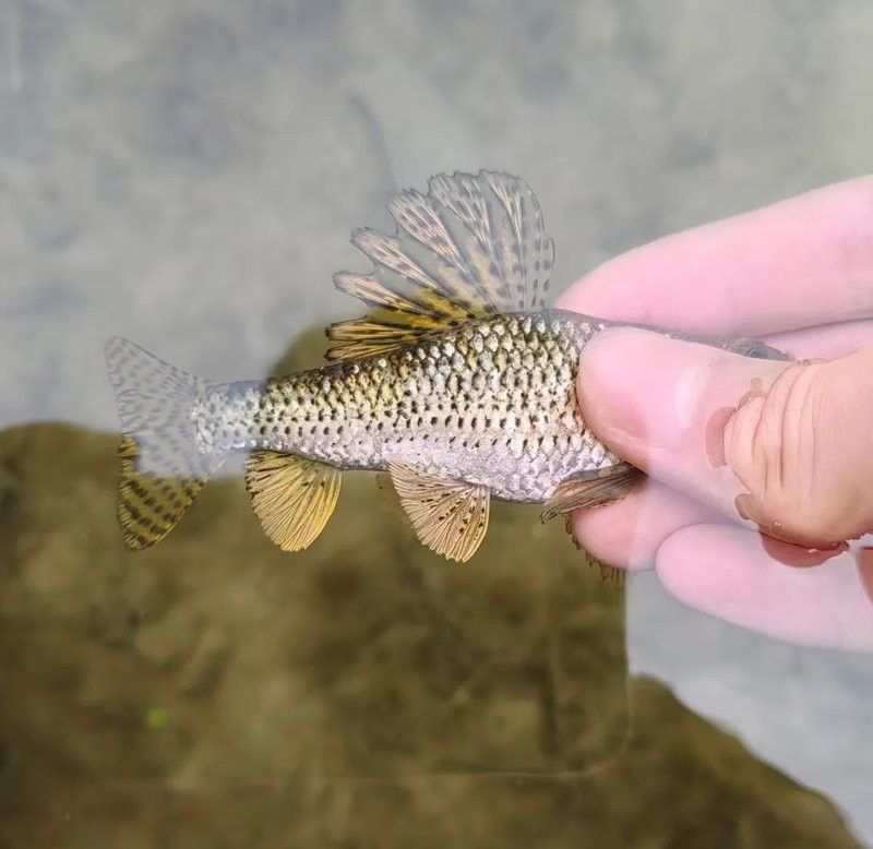有沒有推薦的雷龍魚微信群？（雷龍魚微信交流平臺）