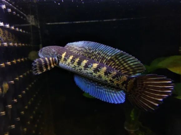 彩虹雷龍魚的價格范圍是多少？（養魚大全，雷龍魚怎么養）