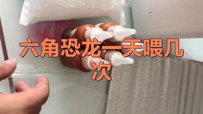 恐龍魚苗多久喂一次食物？（六角恐龍魚多久喂一次）