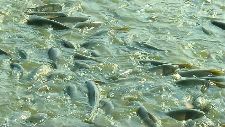 恐龍魚苗多久喂一次食物？（六角恐龍魚多久喂一次）