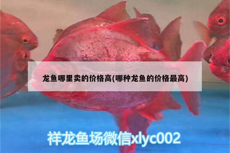龍魚哪里賣的價格高(哪種龍魚的價格最高)（龍魚哪里賣的價格高）