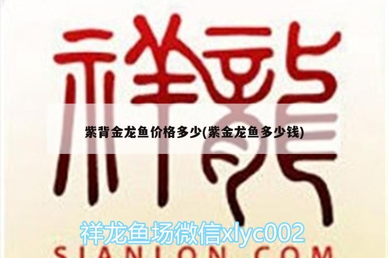 紫背金龍魚價格多少(紫金龍魚多少錢)（紫背金龍魚價格多少）
