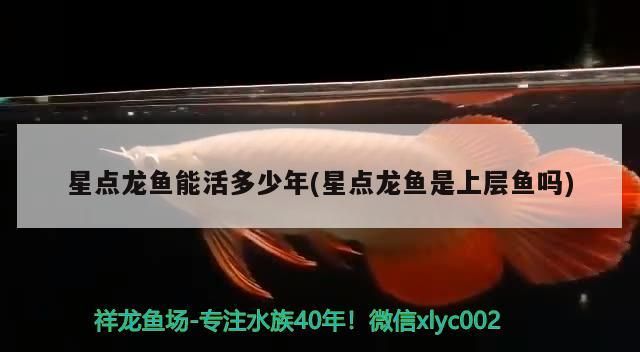 星點龍魚能活多少年(星點龍魚是上層魚嗎)