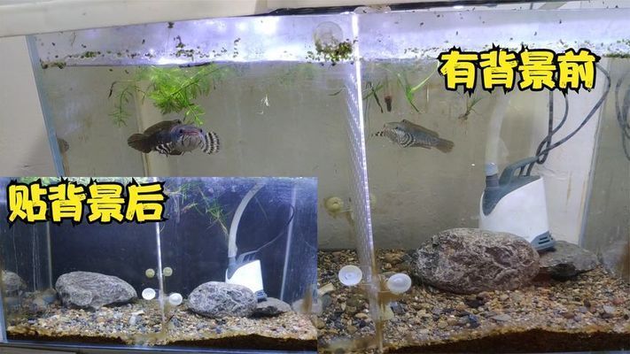 金龍魚吃啥食物【金龍魚配料表】（金龍魚吃哪種食物好？）