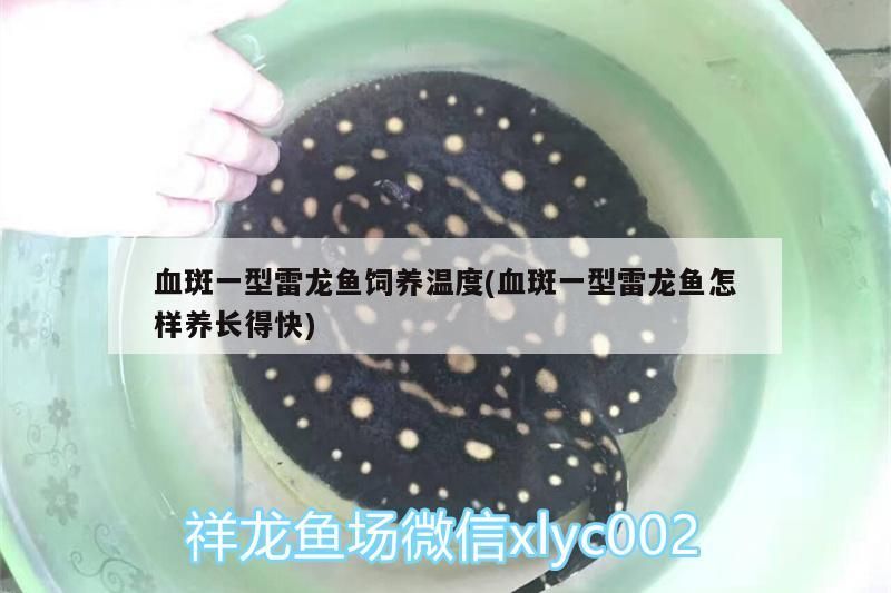 血斑一型雷龍魚飼養溫度(血斑一型雷龍魚怎樣養長得快)