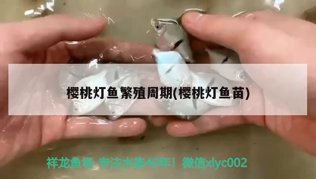 櫻桃燈魚繁殖周期(櫻桃燈魚苗)