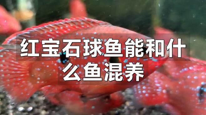 混養(yǎng)初期紅寶石魚會被欺負(fù)嗎？