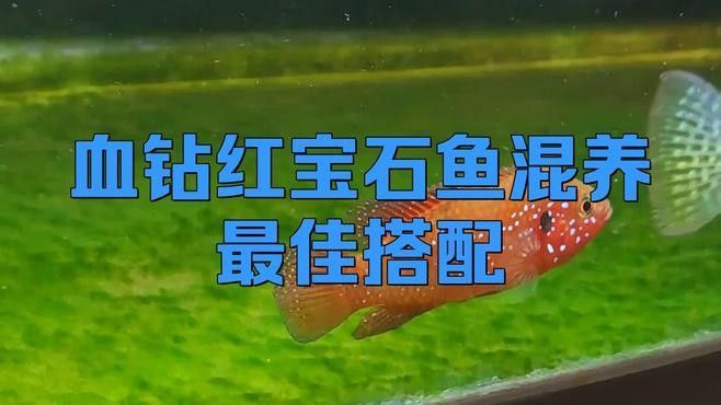 混養(yǎng)初期紅寶石魚會被欺負(fù)嗎？