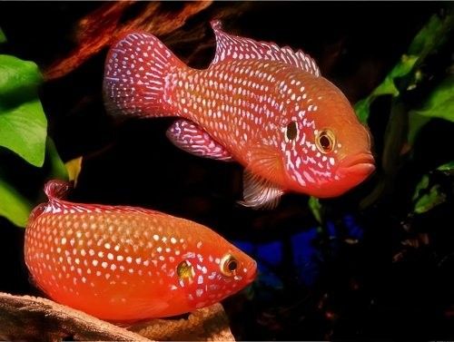 混養(yǎng)初期紅寶石魚會被欺負(fù)嗎？
