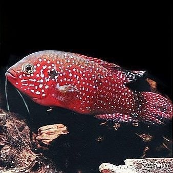 混養(yǎng)初期紅寶石魚會被欺負(fù)嗎？