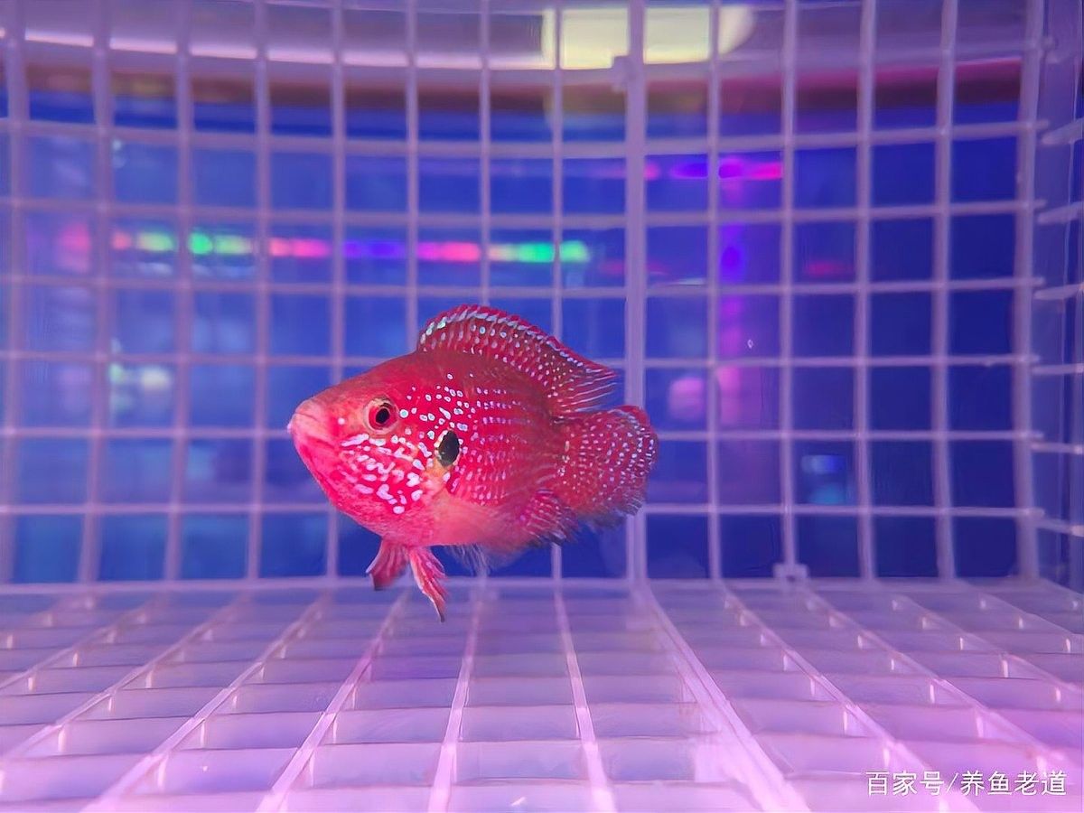 混養(yǎng)初期紅寶石魚會被欺負(fù)嗎？