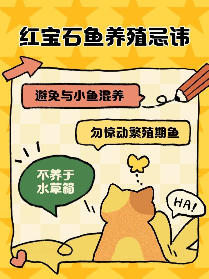 混養(yǎng)初期紅寶石魚會被欺負(fù)嗎？
