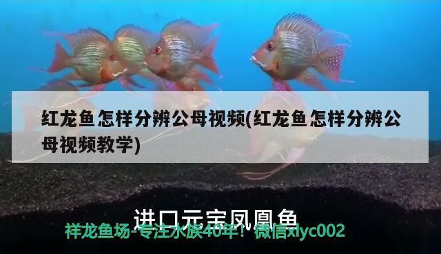 紅龍魚怎樣分辨公母視頻(紅龍魚怎樣分辨公母視頻教學(xué))（紅龍魚怎么分辨公母） 紅龍魚怎樣分辨公母視頻(紅龍魚怎樣分辨公母視頻教學(xué))（紅龍魚怎么分辨公母） 觀賞魚百科