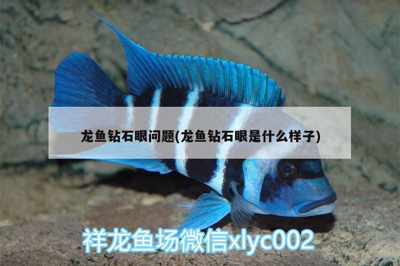 龍魚鉆石眼問題(龍魚鉆石眼是什么樣子)（龍魚鉆石眼怎么辦）