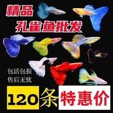 如何聯系成都龍魚批發商（成都龍魚批發商的聯系方式）
