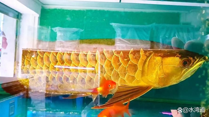 如何判斷金龍魚的健康狀況（判斷金龍魚的健康狀況是養(yǎng)魚愛好者的一項重要任務(wù)）