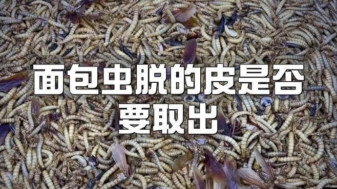 面包蟲投喂時需要去殼嗎？（面包蟲去殼后如何保存？） 面包蟲投喂時需要去殼嗎？（面包蟲去殼后如何保存？） 龍魚百科 第1張