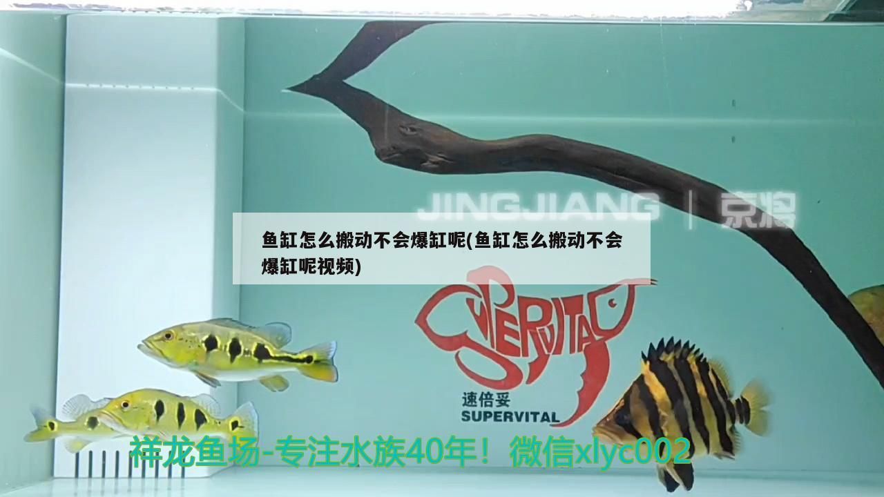 魚缸怎么搬動(dòng)不會(huì)爆缸呢(魚缸怎么搬動(dòng)不會(huì)爆缸呢視頻)（魚缸怎么搬動(dòng)不會(huì)爆缸）