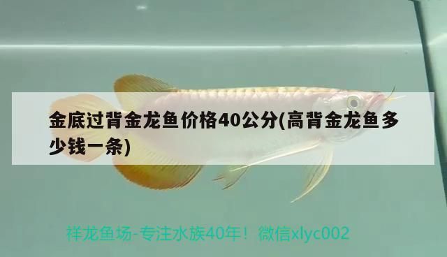 水族世界app水族世界app（水族世界水墨畫）(水族APP)（過背金龍魚多少錢一條）