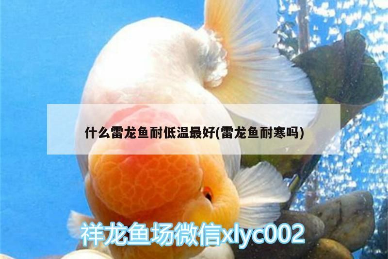 什么雷龍魚耐低溫最好(雷龍魚耐寒嗎) 什么雷龍魚耐低溫最好(雷龍魚耐寒嗎) 觀賞魚百科