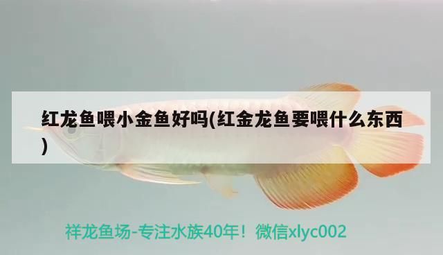 紅龍魚喂小金魚好嗎(紅金龍魚要喂什么東西)