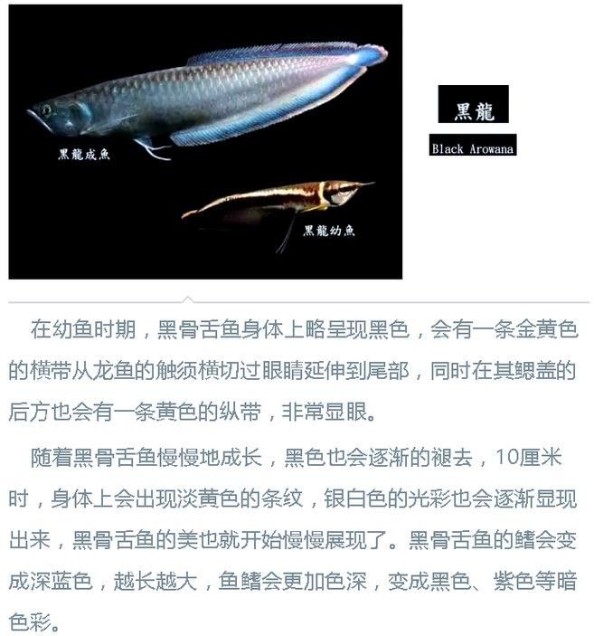 如何判斷雪龍魚是否健康？（如何判斷雪龍魚是否健康）