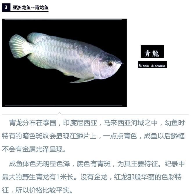 如何判斷雪龍魚是否健康？（如何判斷雪龍魚是否健康）