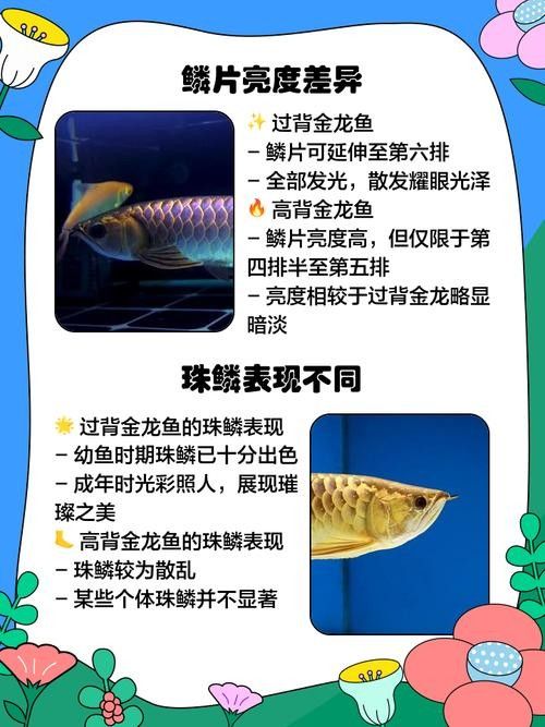如何區分龍魚中的b過？（淺談龍魚過背與高背魚生科技龍魚的品質鑒別標志）