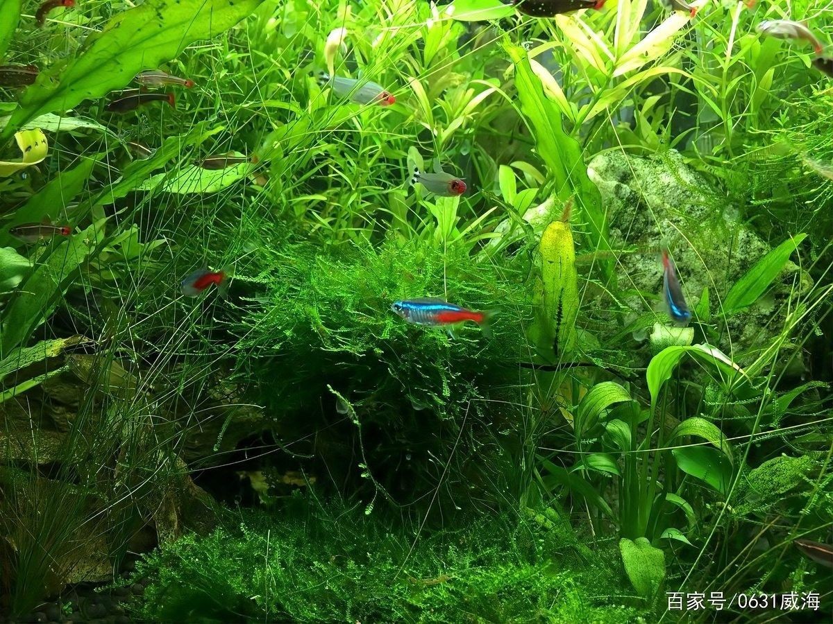 如何設置龍魚和鸚鵡魚的躲避空間（觀賞魚和鸚鵡魚的躲避空間建議：龍魚的躲避空間） 如何設置龍魚和鸚鵡魚的躲避空間（觀賞魚和鸚鵡魚的躲避空間建議：龍魚的躲避空間） 龍魚百科 第8張