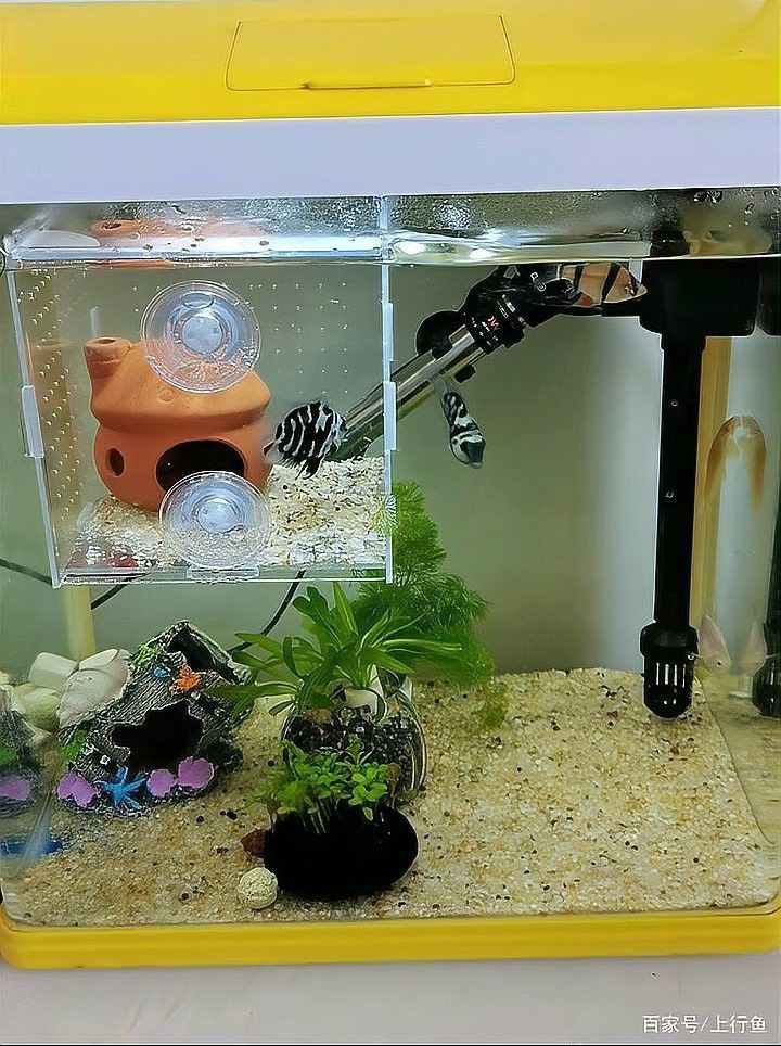 如何設置龍魚和鸚鵡魚的躲避空間（觀賞魚和鸚鵡魚的躲避空間建議：龍魚的躲避空間） 如何設置龍魚和鸚鵡魚的躲避空間（觀賞魚和鸚鵡魚的躲避空間建議：龍魚的躲避空間） 龍魚百科 第4張
