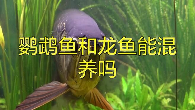 如何設置龍魚和鸚鵡魚的躲避空間（觀賞魚和鸚鵡魚的躲避空間建議：龍魚的躲避空間）