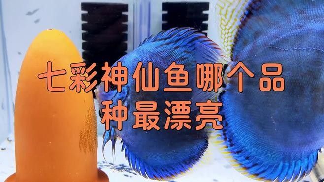 七彩魚最好的三個顏色