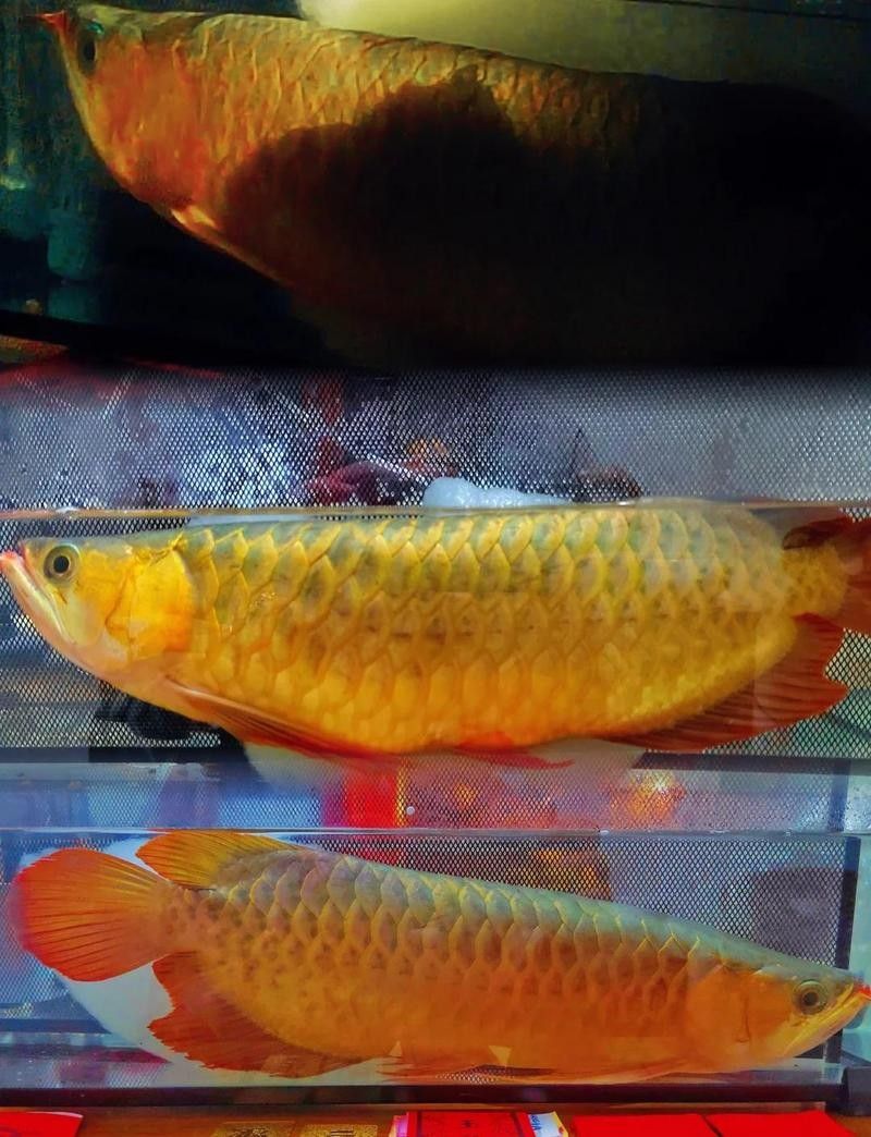 如何判斷龍魚撞缸是否受傷 如何判斷龍魚撞缸是否受傷 龍魚百科 第5張