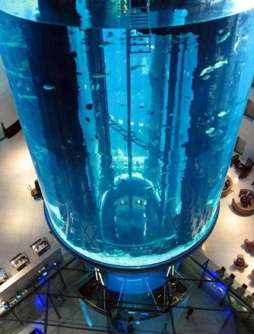 萬柏林哪個(gè)水族館龍魚好？祥龍魚場(chǎng)龍魚（萬柏林區(qū)祥龍魚場(chǎng)）