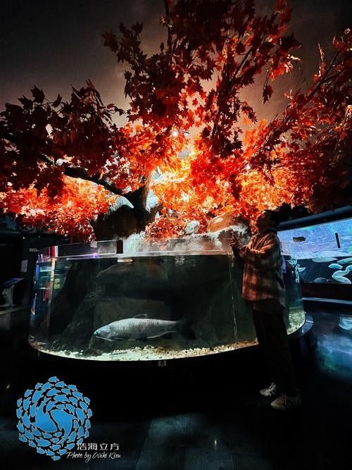 萬柏林哪個(gè)水族館龍魚好？祥龍魚場(chǎng)龍魚（萬柏林區(qū)祥龍魚場(chǎng)）