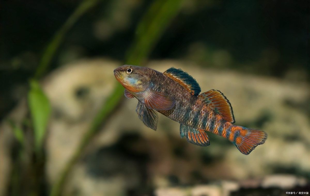 如何判斷彩虹雷龍魚是否發(fā)色？