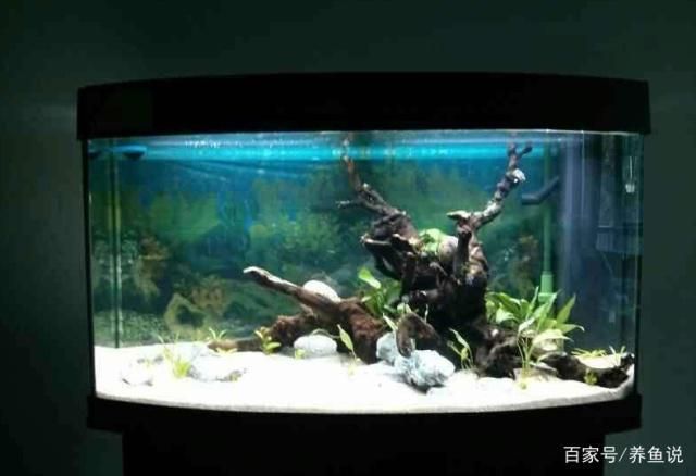 大連開發區觀賞魚市場在哪兒（大連開發區觀賞魚市場在哪兒啊）