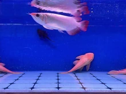 紅龍魚排便異常會自愈嗎